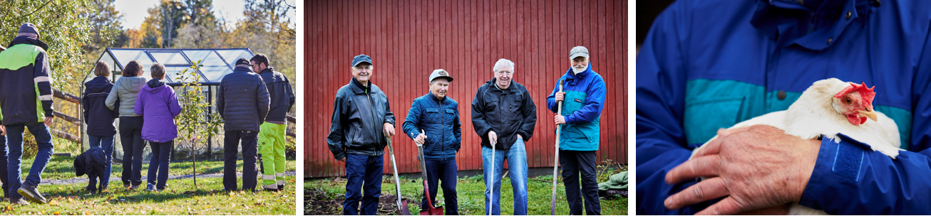 Collage-Inn-pa-tunet-for-personer-med-demens Tre fotografier av eldre personer i gårds-samfunn.