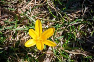 En gul blomst i Tøyenparken Foto: Nikolai Kobets Freund / Oslo kommune