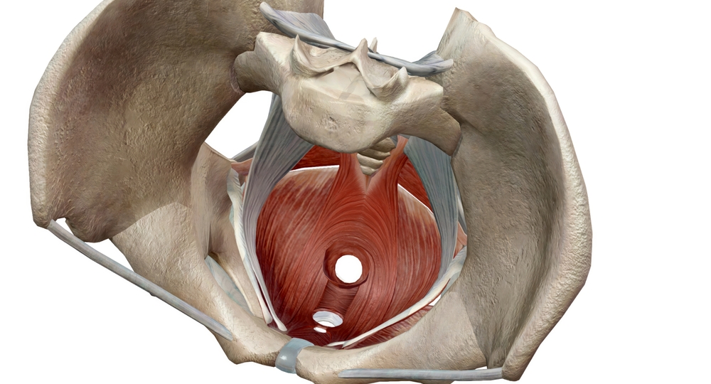 They,Support,The,Bowel,And,Bladder.,Muscular,Bands,Encircle,The illustrasjon av bekkenbunn-atonomi