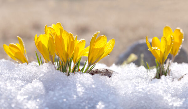 Fotografi av gule blomster i sneen.