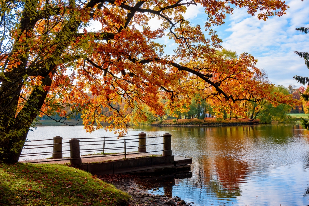 Autumn,Foliage,In,Catherine,Park,,Pushkin,,Saint,Petersburg,,Russia Fotografi av høstlig natur ved en innsjø