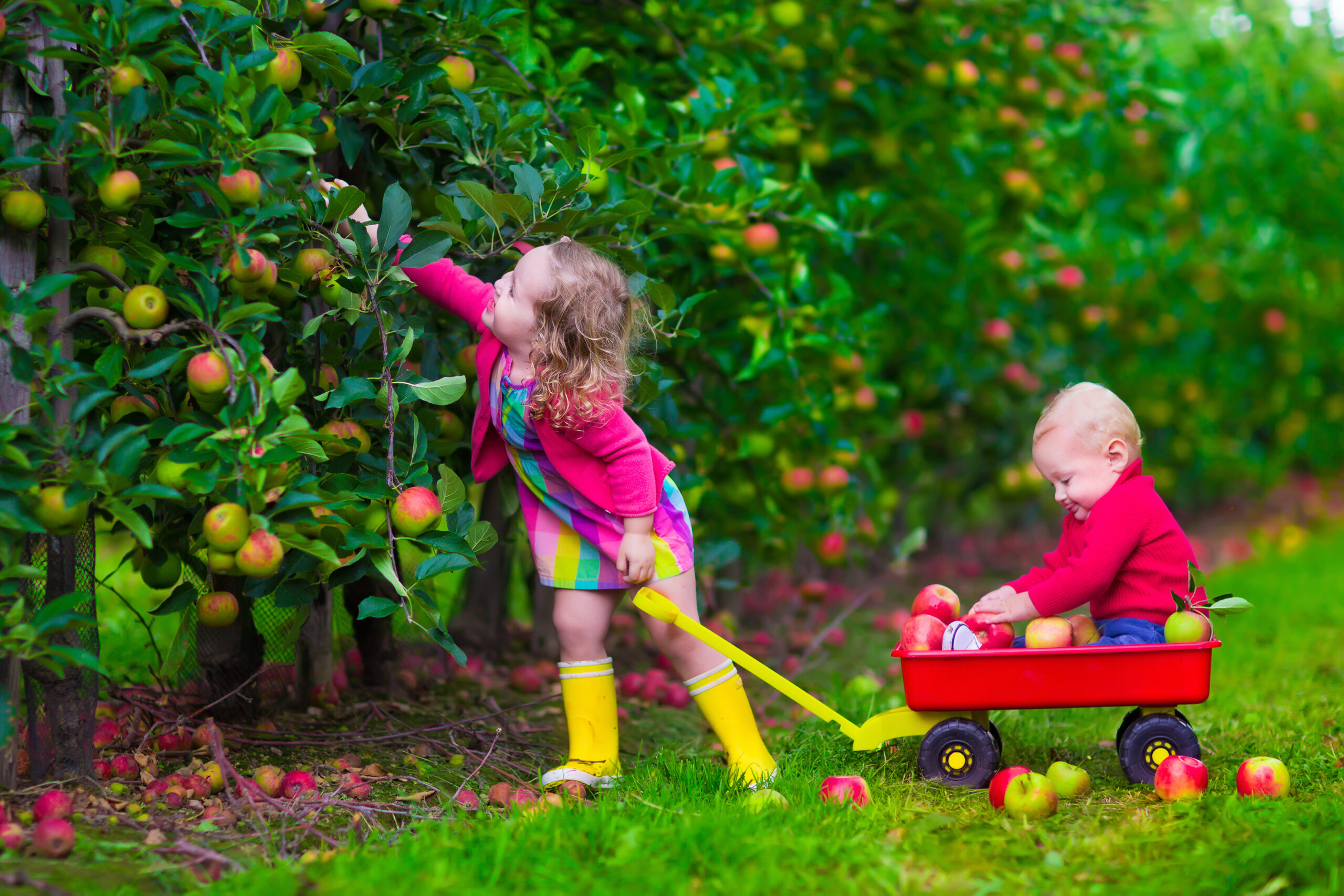 Child,Picking,Apples,On,A,Farm.,Little,Girl,And,Boy Fotografi av barn som plukker epler.