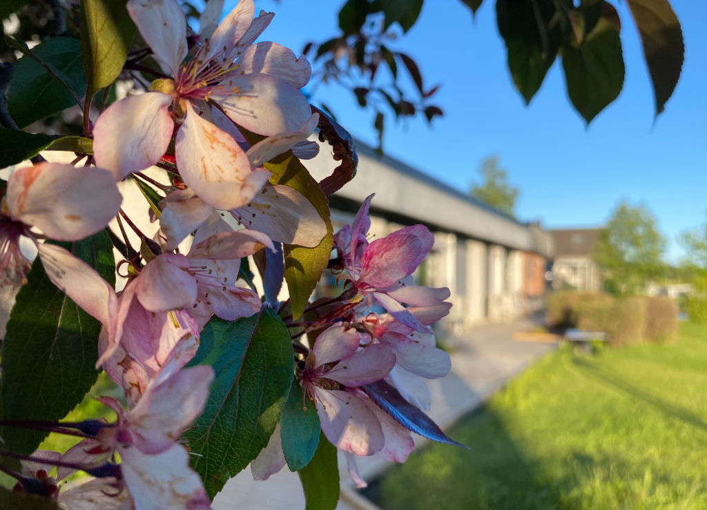 MSSH-baksiden-varen Bilde av MS senteret i Hakadal med en blomst i front