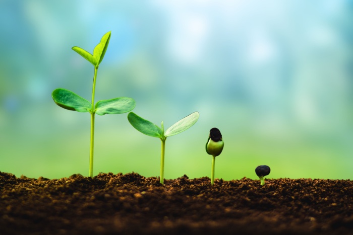 Illustrasjonsbilde av ulike faser av en plante som vokser. Ment å illustrere vekst.