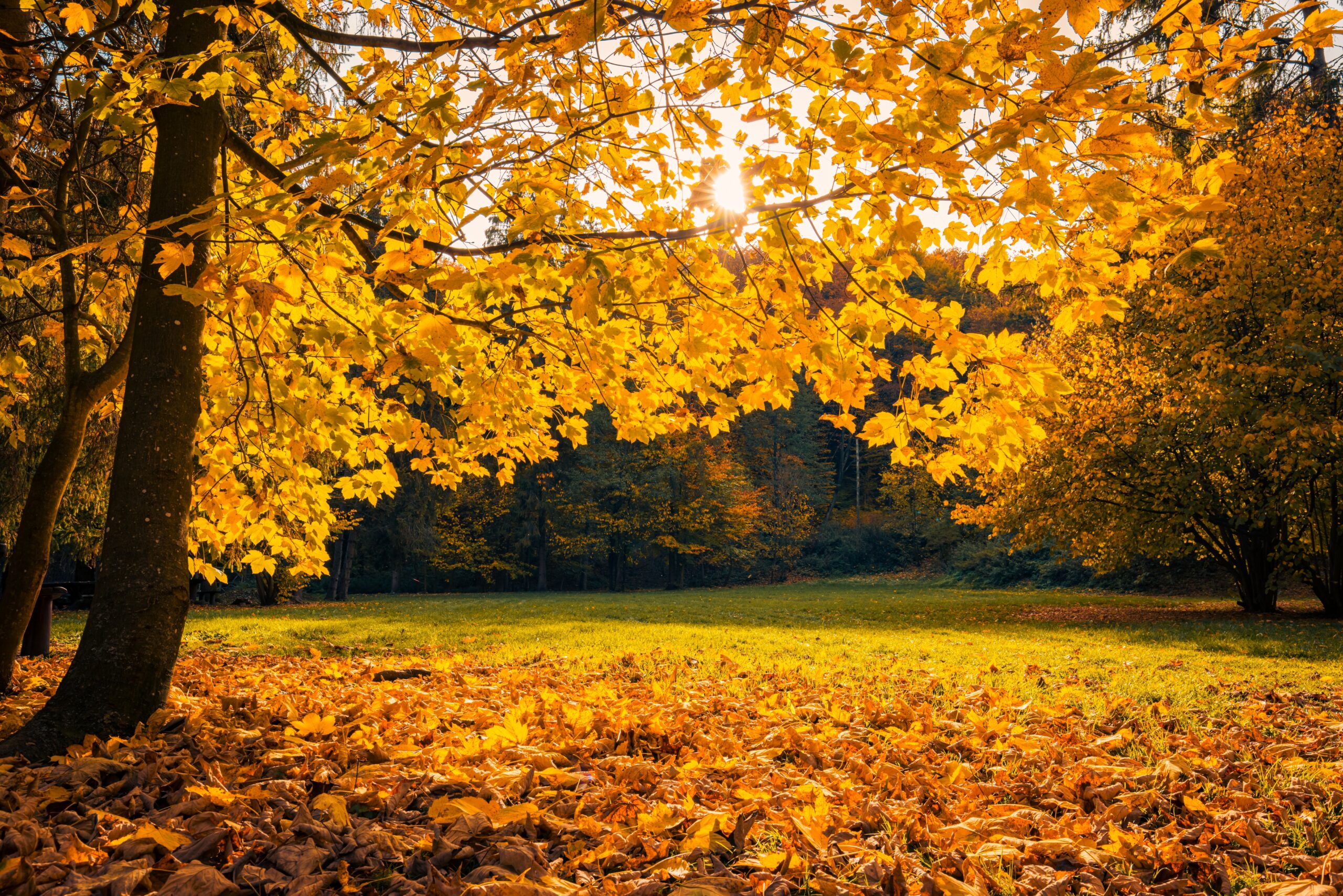 Beautiful,Nature,Closeup.,Gold,Orange,Fall,Leaves,In,Park,,Autumn Fotografi av høstvær, et tre, blader liggende på bakken, varm sol