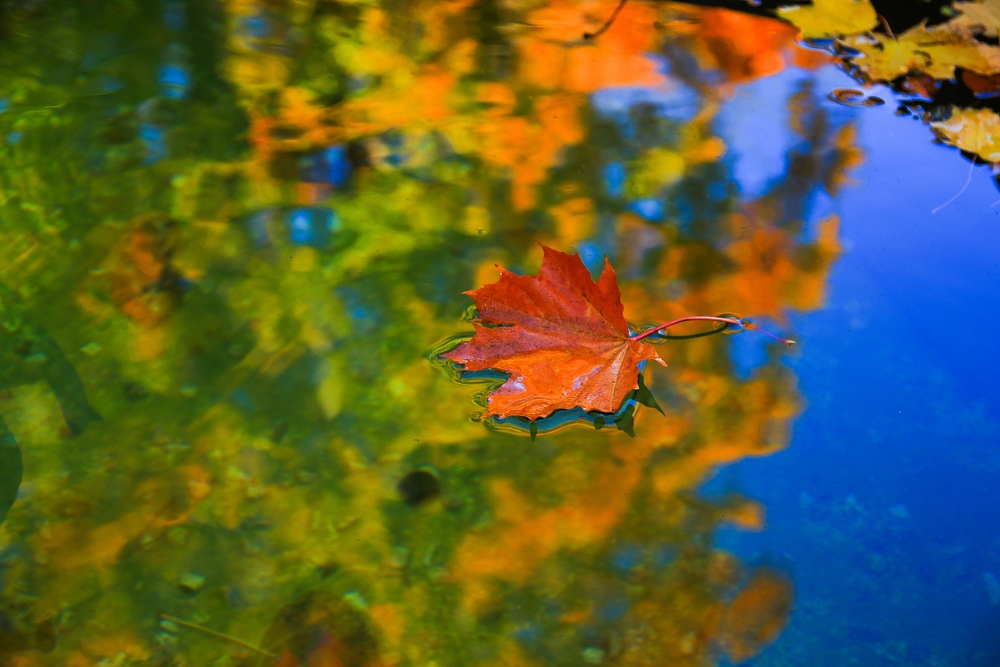 October,Autumn,Maple,Leaf,Floating,On,Water fotografi av høstblad i vann
