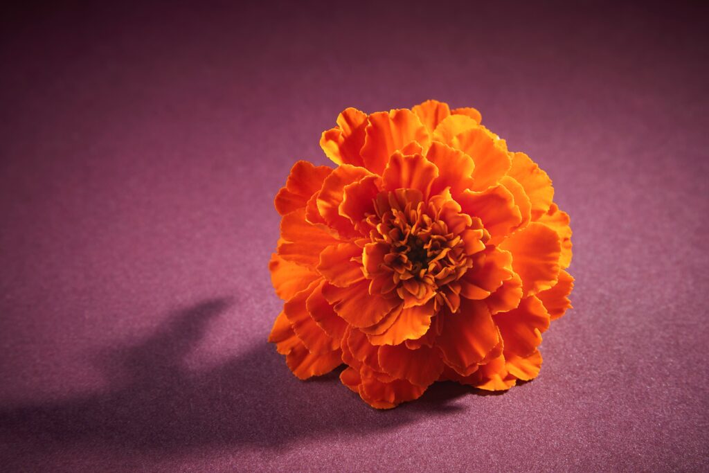 Oransje nellik med lilla bakgrunn.