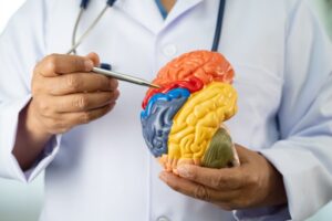 Lege som viser en hjerne som er inndelt i ulike farrger