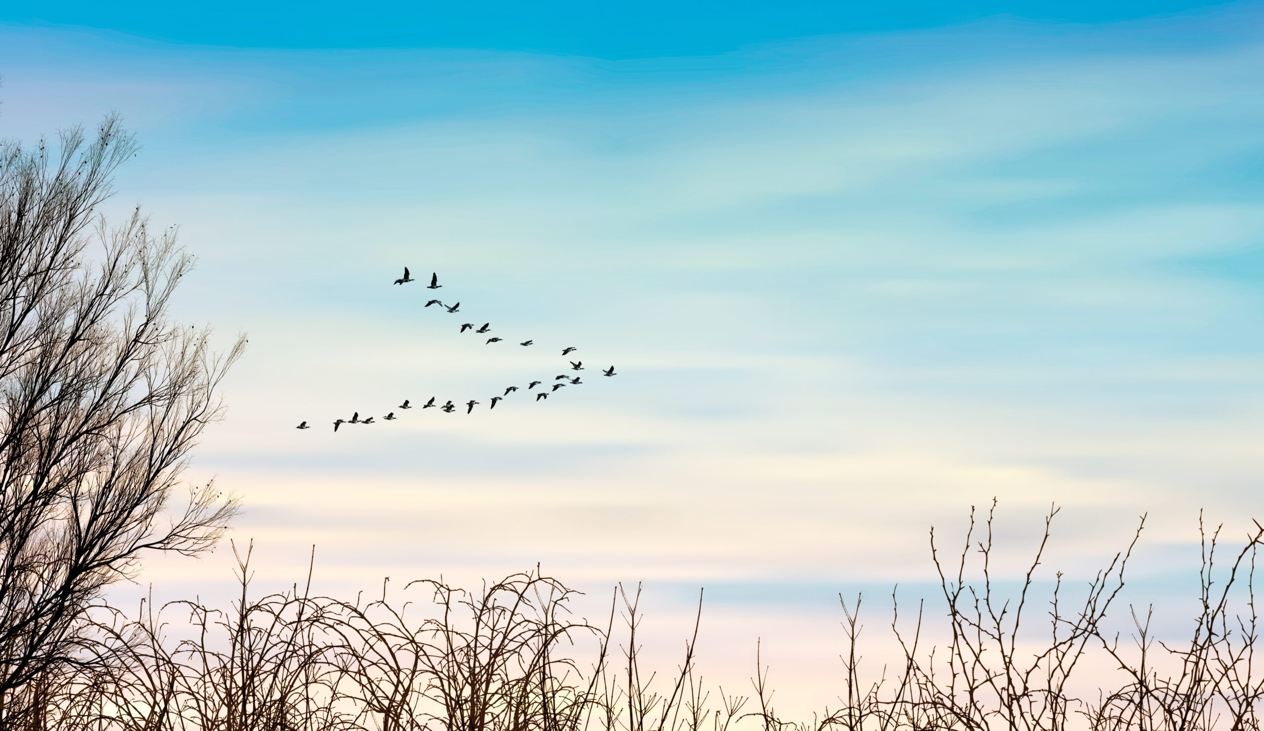 Fotografi av en høstlig himmel, fugler svever i formasjon på avstand