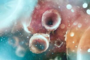 Illustrasjonsbilde viser et bilde av celler gjennom et elektronmikroskopi.