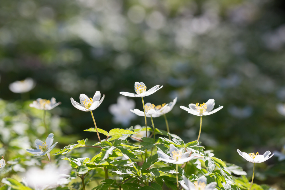 Fotografi av blomster ute i naturen, sollys på seg, hvite blomster