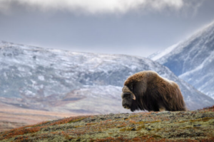 Moskus på Dovrefjell