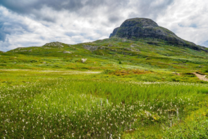 Fjellet Bitihorn med myrull og grønt gress i forkant.