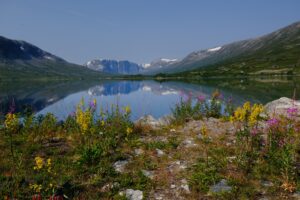 Fargerike blomster foran fjellvann, og med fjell i bakgrunnen.